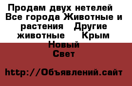 Продам двух нетелей - Все города Животные и растения » Другие животные   . Крым,Новый Свет